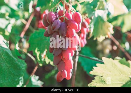 Längliche rote Tafeltrauben hängen von einer Rebe zwischen üppigen grünen Blättern, beleuchtet von warmem, gesprenkelten Sonnenlicht in einer Weinbergsumgebung Stockfoto