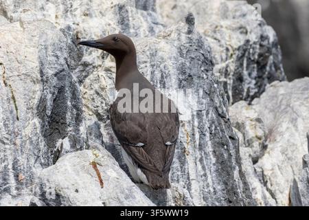 Ein Trottellumme (Uria aalge), auch bekannt als Alpenstrandläufer, sitzt wachsam auf einer schroffen, weiß gefleckten Seeklippe auf den Farne-Inseln, Northumberland, UK. Stockfoto