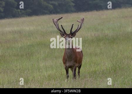 Ein majestätischer Rotwild-Hirsch mit großen Samthörnern steht wachsam in einem offenen Grasfeld mit Wald im Hintergrund in Northumberland, England, UK. Stockfoto