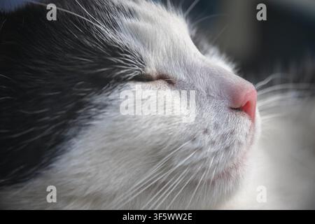Nahaufnahme einer schwarzen und weißen Katze schlafen Stockfoto