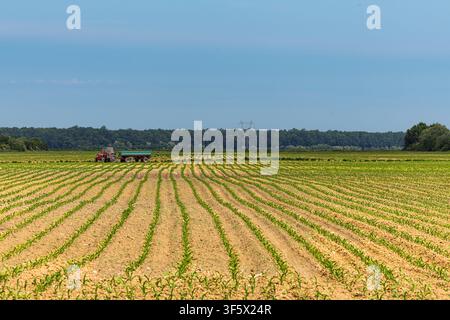 Ein roter Traktor zieht einen Anhänger über ein neu bepflanztes Maisfeld und schafft parallele Reihen über flaches Ackerland unter einem klaren blauen Himmel, was ländliches Leben vermittelt Stockfoto