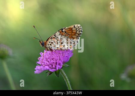 Weiblicher Knabenkraut-Falter, Melitaea phoebe, auf einer violetten Blume der Feld-Schotterdistel, Knautia arvensis Stockfoto