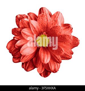 Surrealer dunkler Chromroter Gerbera-Blumenmakro isoliert auf Weiß Stockfoto