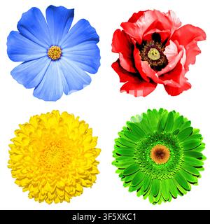 Set mit 4 in 1 Blumen: gelbe Chrysantheme, grüne Gerbera, blaue Primel und rote Mohnblume isoliert auf Weiß Stockfoto