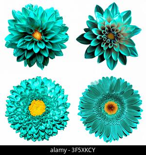 Set mit 4 in 1 surrealen türkisfarbenen Blumen: Chrysantheme, Gerbera und Dahlienblumen isoliert auf Weiß Stockfoto