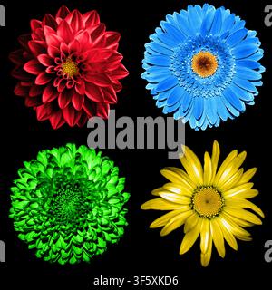 Set mit 4 in 1 surrealen Blumen: grünes Chrysanthemum, blaue Gerbera, rote Dahlie und gelbe Gänseblümchen, isoliert auf Schwarz Stockfoto