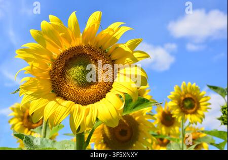 Eine Vorderansicht einer leuchtend gelben Sonnenblume auf dem Feld mit blauem Himmel und Kopierraum Stockfoto
