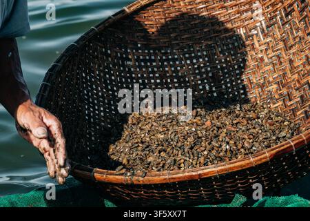 Eine Nahaufnahme zeigt eine mit Schlamm bedeckte Hand neben einem großen Weidenkorb, der bis zum Rand mit kleinen Fluschelmuscheln auf einem Boot gefüllt ist. Stockfoto