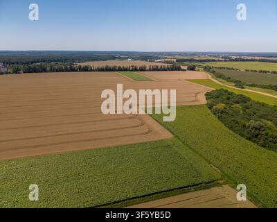 Drohnenaufnahme fängt grüne Sonnenblumenplantagen und reife goldene Weizenfelder ein, die sich unter einem klaren blauen Himmel erstrecken. Stockfoto