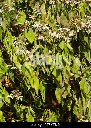 Trockenstressige Spilchenblüten und schlaffes Laub von Hydrangea macrophylla im heißen, trockenen britischen Sommer 2026 Stockfoto