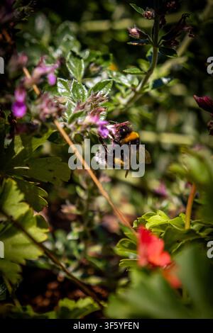 Eine Nahaufnahme zeigt eine flauschige Hummel, die fleißig Pollen von lebhaften violetten und roten Blumen sammelt. Die Biene ist scharf im Fokus, umgeben von Stockfoto