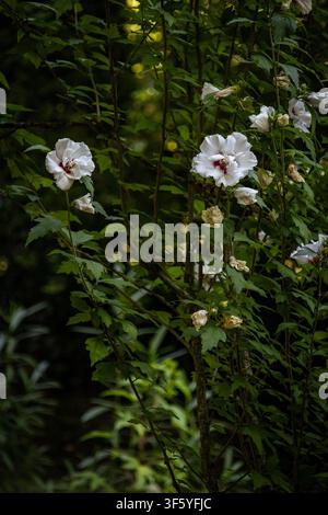 Nahaufnahme von lebhaften Hibiskusblüten, die inmitten üppiger Vegetation in einer ruhigen Waldumgebung blühen. Das Bild fängt die zarte Schönheit und die komplexe de Stockfoto