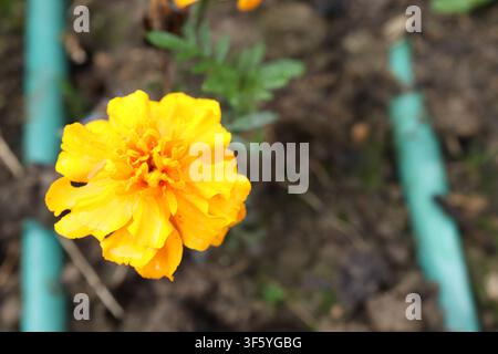Helle gelbe Ringelblumenblüten, die nach einem Sommerregen mit Regentropfen bedeckt sind. Frische Gartenblüten mit lebhaften Blütenblättern und funkelnden Wassertropfen. Stockfoto