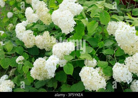 Weiße Hydrangea arborescens-Büschel blühen im Garten. Konzept von Ziergärtnerei, natürlicher Sommerflora und Landschaftsgestaltung. Stockfoto