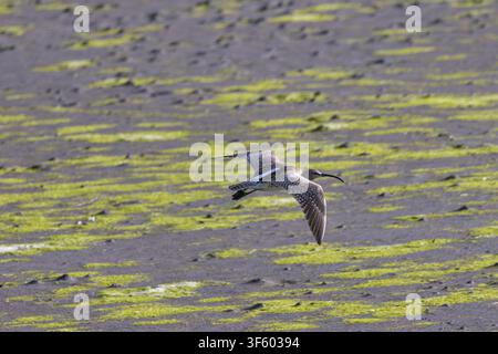Eine Triele (Numenius phaeopus) fliegt mit vollständig ausgebreiteten Flügeln und ihrem langen, gekrümmten Schnabel nach vorne tief über eine Gezeitenwiese. Flecken von hellem Stockfoto