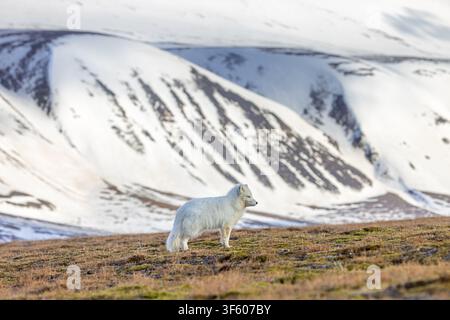 Polarfuchs / Weißfuchs / Eisfuchs (Vulpes lagopus) erwachsen im Winterfell, der im Frühjahr auf der Tundra in Svalbard / Spitsbergen, Norwegen, jagt Stockfoto