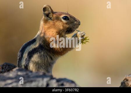 USA, Oregon, Bend, Rancho las Hierbas, Goldmantel-Grundsquirrel, Callospermophilus lateralis, frisst Rabbitt-Busch Stockfoto