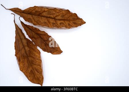 Ahornblatt im Herbst, das von einem Baum fällt. Getrocknetes braunes Laub isoliert auf weißem Hintergrund für saisonale Designprojekte. Hochwertiges Foto Stockfoto