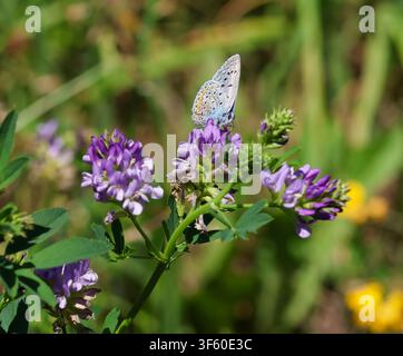 Männlicher gemeiner blauer Schmetterling polyommatus icarus auf medicago Blüte auf Sommerwiese Stockfoto