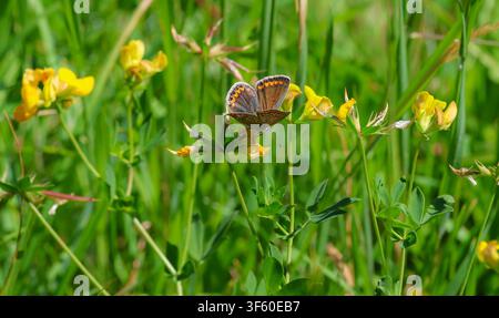 Männlicher gemeiner blauer Schmetterling polyommatus icarus an Lotus corniculatus Blüte Stockfoto