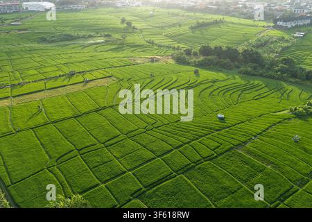 Luftaufnahme von üppigen grünen Reisterrassen auf Bali, Indonesien. Stockfoto