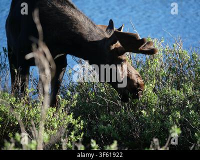 Bullenhirsch, der an Sträuchern am Ufer des Brainard Lake im Brainard Lake Recreation Area, Colorado, USA, Mitte Juni frisst. Stockfoto
