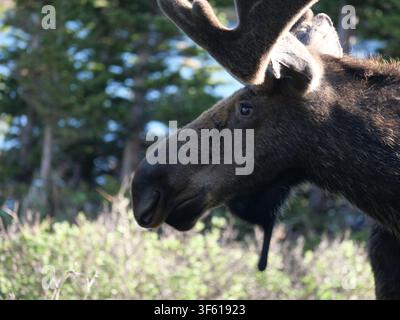 Nahaufnahme eines Bullenmooses mit Samthörnern und einem auffälligen Klingel (Wamme) im Brainard Lake Recreation Area, Colorado, USA, Mitte Juni. Stockfoto