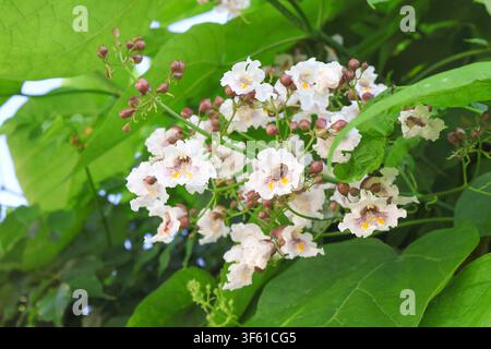 Blühende Catalpa bignonioides-Blüten mit einer Honigbiene im natürlichen Sonnenlicht. Stockfoto