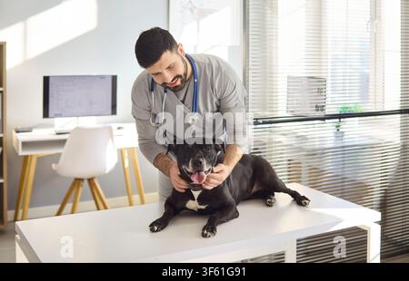 Männlicher Tierarzt untersucht glücklichen schwarzen Hund auf dem Tisch in einer hellen modernen Tierklinik Stockfoto