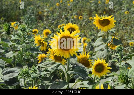 Hellgelbe Sonnenblumen blühen in einem sommerlichen Sonnenblumenfeld Stockfoto