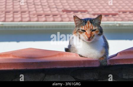 Calico-Katze ruht auf einem Ziegeldach bei sonnigem Wetter. Stockfoto