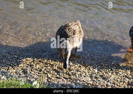 Eine horizontale Nahaufnahme aus einer Hochwinkelperspektive einer weiblichen Stockente, die an einem Kiesufer nach Nahrung sucht. Stockfoto