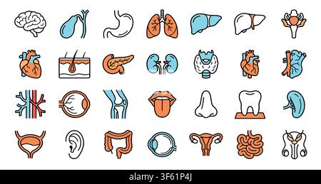 Satz von menschlichen inneren Organen und Anatomie-Ikonen im Umrissstil Stock Vektor