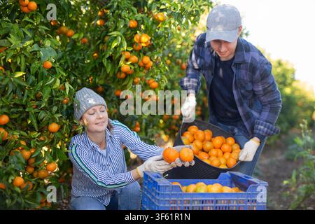 Porträt von zwei Landwirten, die in einer Obstbaumschule arbeiten Stockfoto