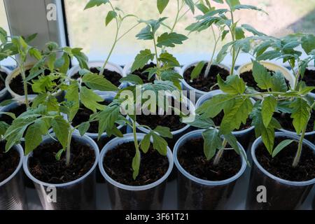 Grüne Tomatensetzlinge wachsen in Plastiktöpfen auf der Fensterbank. Hausgärtnerei und die Kultivierung von Frühlingspflanzen in Nahaufnahme. Stockfoto