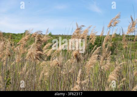 Gewöhnliches Schilfrohr, das im Wind unter blauem Himmel schwingt, Naturhintergrund Stockfoto
