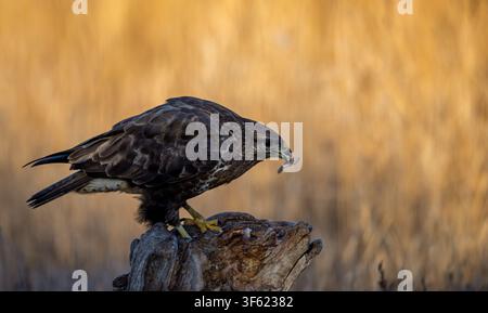 Dunkler Raubvogel sitzt auf einem verwitterten Stumpf. Goldene Gräser verschwimmen sanft im Hintergrund. Sonnenlicht fängt die Federn in einem warmen Schimmer ein. Der Raubtier hält erbeutete Beute Stockfoto