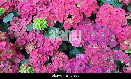 Lebendiges Feld mit leuchtend rosa und magentafarbenen Hortensienblüten, die in einem Garten blühen und einen dichten botanischen Hintergrund für natürliche Frühlingsdeko bieten, Blumen d Stockfoto