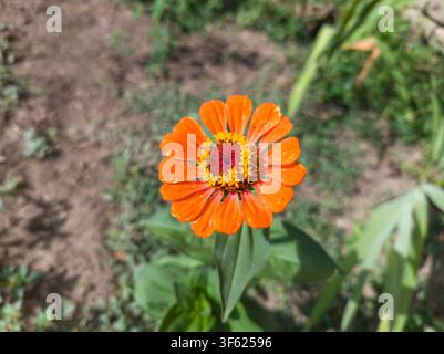 Oberansicht einer einzelnen lebhaften orangefarbenen Zinnia-elegans-Blüte, die in einem sonnigen Garten blüht. Stockfoto