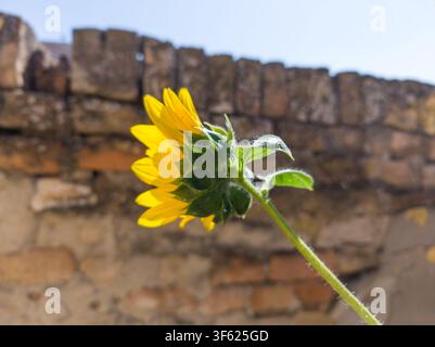 Seitenansicht eines gelben Sonnenblumes, das vor einer alten rustikalen Ziegelmauer blüht. Stockfoto