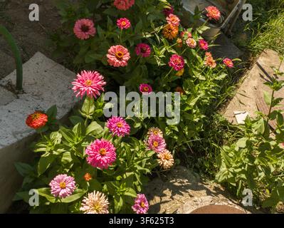 Hochwinkelaufnahme einer üppigen und farbenfrohen Mischung aus Zinnia-elegans-Blüten, die in einem Gartenbeet im Hinterhof blühen. Stockfoto