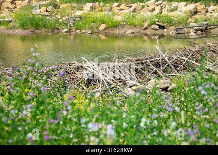Bau eines Biberdammes aus Stöcken und Ästen im Bachlauf an der Straße. Wildblumen und grünes Gras wachsen darum herum. Stockfoto