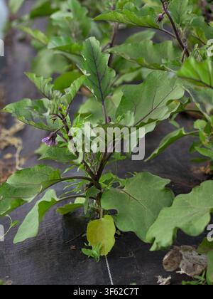 Lila Blüten blühen auf grünblättrigen Auberginen. Junge Pflanze wächst in schwarzem Plastikmulch Stockfoto