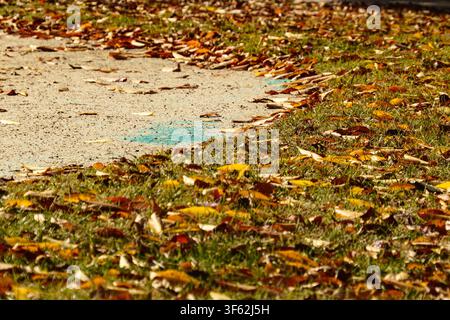 Herbstliche gefallene Blätter auf grünem Rasenpark Stockfoto