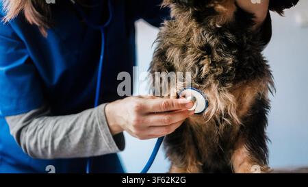 Tierarzt untersucht Hund mit Stethoskop in der Tierarztpraxis - Fokus auf die Hand des Tierarztes Stockfoto