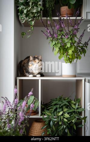 Innengarten, üppig blühender selbstgezogener Thai-Basilikum im Topf. Katze ruht zwischen Pflanzen auf Schrank. Stockfoto