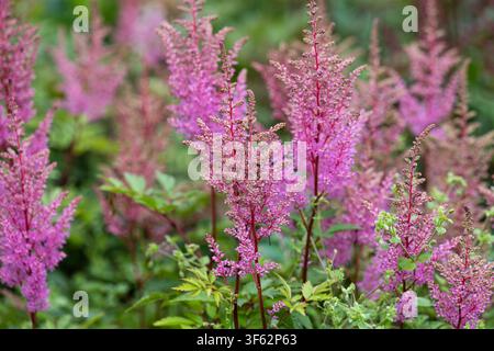 Rosa Astilbe chinensis-Blütenrispen blühen auf einem grünen Strauch in einem dichten sommerlichen botanischen Gartenfeld mit weichem Hintergrund-Bokeh und Kopierraum. Stockfoto