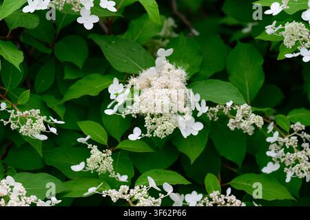 Weiße Hydrangea paniculata-Blüte mit grünen Blättern, die mit winzigen Regentropfen bedeckt sind, die an einem üppigen Strauch in einem Sommergarten wachsen, mit Platz für Text. Stockfoto