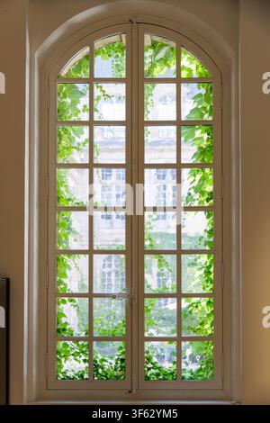 Hohes gewölbtes Fenster, eingerahmt von grüner Efeu in einer sonnenbeschienenen historischen Innenraumszene Stockfoto
