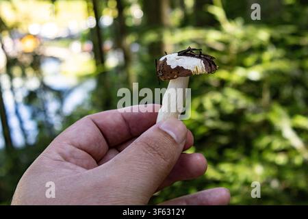 Eine Nahaufnahme in Horizontallage, die sich auf eine Hand konzentriert, die einen winzigen essbaren Waldpilz mit braunem Hut und weißem Stiel in einem sonnenbeschienenen Kiefernwald hält. Stockfoto